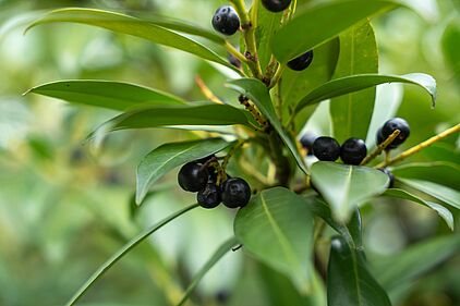 Laurier du Caucase "Fruits noirs" du laurier du Caucase