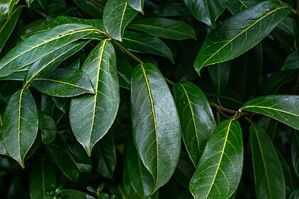 Laurier du Caucase 1 Feuille de laurier du caucase