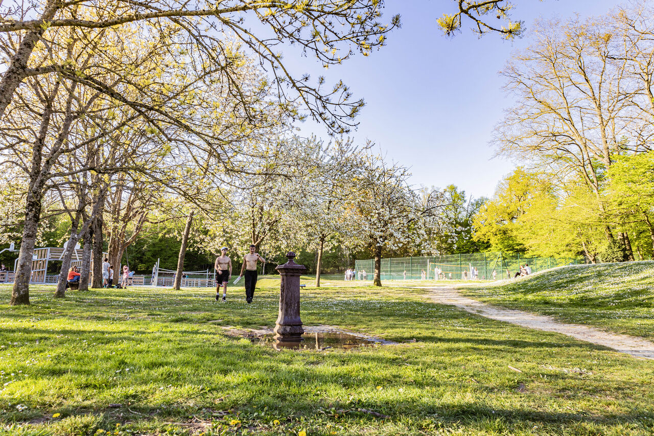 Végétation du parc aubert